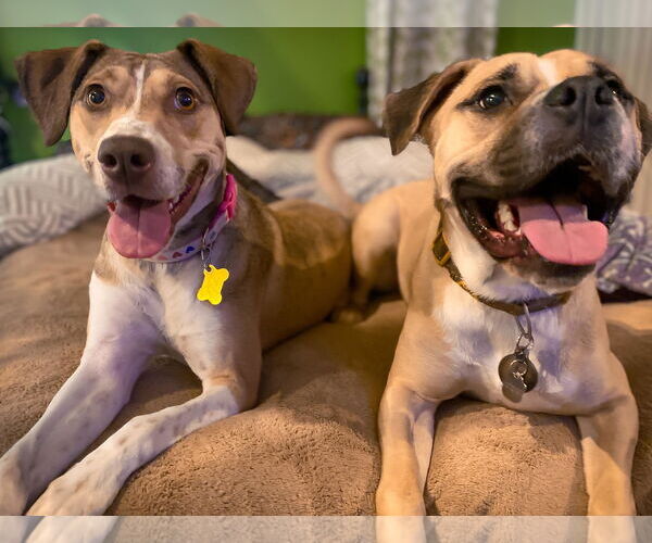 Medium Photo #8 Mutt Puppy For Sale in Sandy, UT, USA