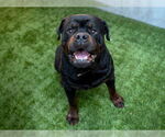 Small #1 Rottweiler Mix