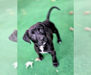 Mutt Dogs for adoption in Clarkston, MI, USA