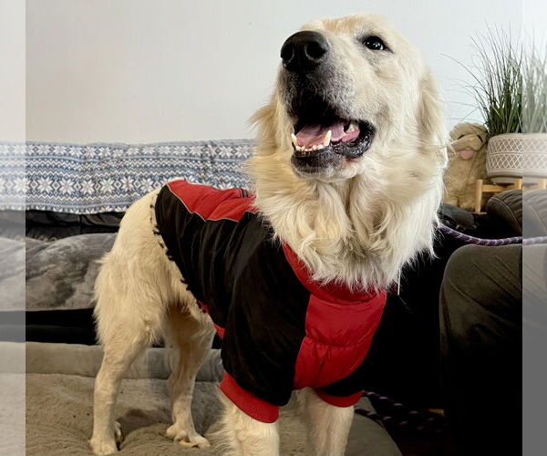 Medium Photo #10 Great Pyrenees Puppy For Sale in Spring, TX, USA
