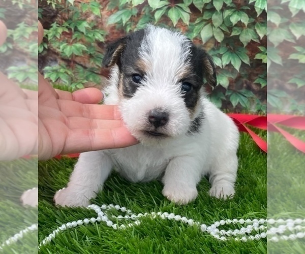 Medium Photo #6 Jack Russell Terrier Puppy For Sale in FOYIL, OK, USA