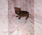 Small #3 Yorkshire Terrier