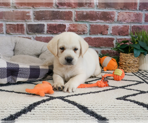 Medium Photo #6 Labrador Retriever Puppy For Sale in SYRACUSE, IN, USA
