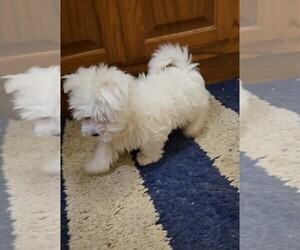 Maltipoo Puppy for sale in JASONVILLE, IN, USA