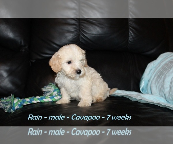 Medium Photo #4 Cavapoo Puppy For Sale in CLARKRANGE, TN, USA