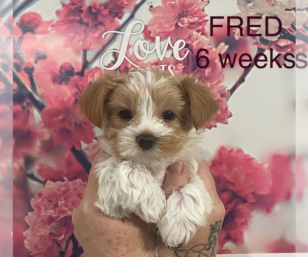 Medium Photo #5 Yorkshire Terrier Puppy For Sale in RUSTBURG, VA, USA