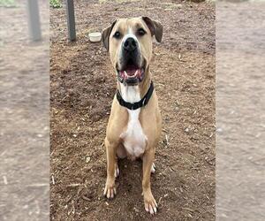 American Staffordshire Terrier Dogs for adoption in Denver, CO, USA