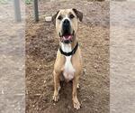 XINO - Male American Staffordshire Terrier Dog for Adoption - Small photo