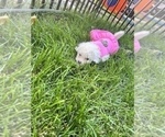 Small Photo #1 Poodle (Miniature) Puppy For Sale in MANASSAS, VA, USA