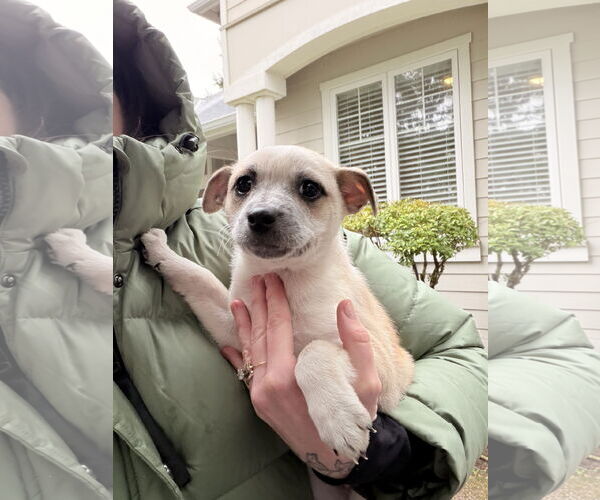 Medium Photo #4 Mutt Puppy For Sale in Bellevue, WA, USA