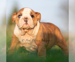 Small #4 English Bulldog