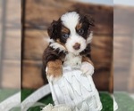 Puppy Puppy 4 Miniature Australian Shepherd