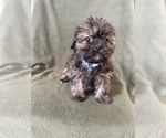 Small Photo #4 Shorkie Tzu Puppy For Sale in FREDERICK, MD, USA