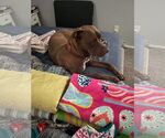 Small #1 American Pit Bull Terrier-Chocolate Labrador retriever Mix