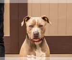 Small #25 American Staffordshire Terrier Mix
