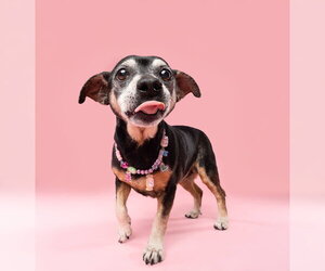 Chiweenie Dogs for adoption in Fruitland, SC, USA