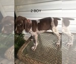 Small Photo #5 German Shorthaired Pointer Puppy For Sale in ENTERPRISE, AL, USA