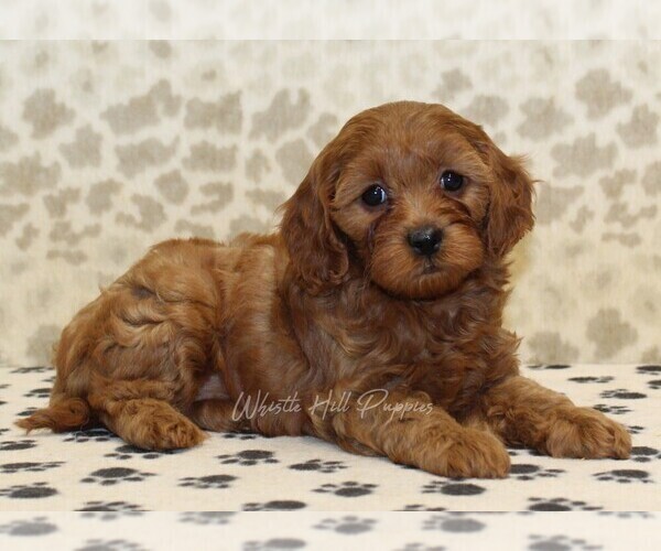 Medium Photo #2 Cavapoo Puppy For Sale in DENVER, PA, USA