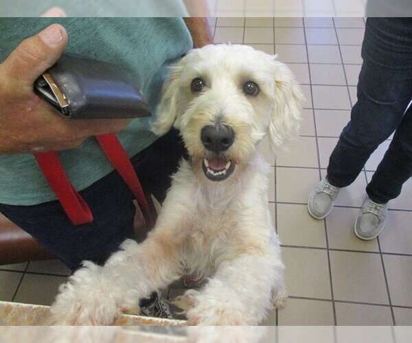 Medium Photo #1 Poodle (Miniature)-Unknown Mix Puppy For Sale in Ocala, FL, USA