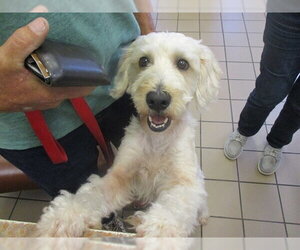 Poodle (Miniature)-Unknown Mix Dogs for adoption in Ocala, FL, USA