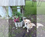 Small #2 Cocker Spaniel