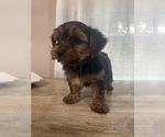 Small Photo #2 Yorkshire Terrier Puppy For Sale in MERCED, CA, USA