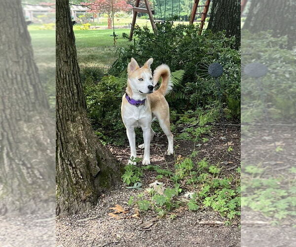 Medium Photo #2 Collie-Huskies  Mix Puppy For Sale in Springdale, PA, USA