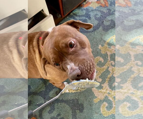 Medium Photo #17 Mutt Puppy For Sale in Mount Laurel, NJ, USA