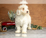 Small #2 Goldendoodle (Miniature)