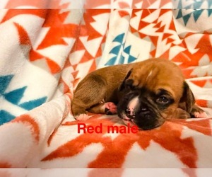 Boxer Puppy for Sale in WALNUT GROVE, Missouri USA