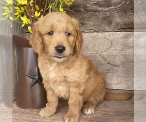 Goldendoodle-Poodle (Miniature) Mix Puppy for sale in MOHNTON, PA, USA