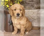 Small Photo #1 Goldendoodle-Poodle (Miniature) Mix Puppy For Sale in MOHNTON, PA, USA