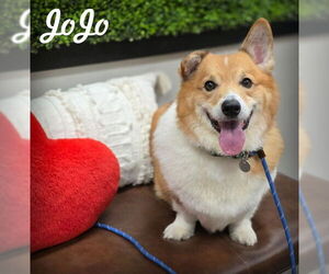 Mutt Dogs for adoption in Chino Hills, CA, USA