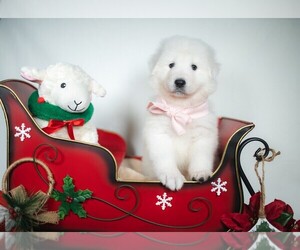 Maremma Sheepdog Puppy for sale in CONWAY, MO, USA