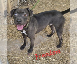 American Staffordshire Terrier-Unknown Mix Dogs for adoption in Jackson, MS, USA
