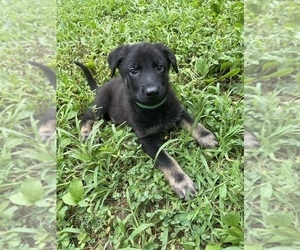 Medium German Shepherd Dog