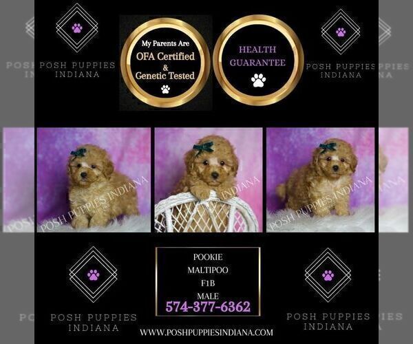Medium Photo #3 Maltipoo (Toy) Puppy For Sale in WARSAW, IN, USA