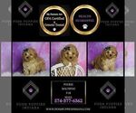 Small #2 Maltipoo (Toy)