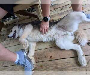 Luka - Male Siberian Husky Dog for Adoption - Photo #11