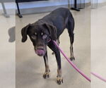 Small Black and Tan Coonhound