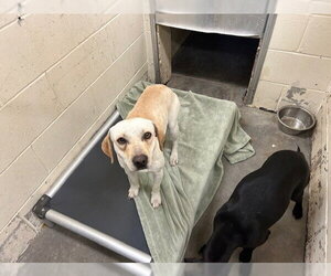 Labrador Retriever-Unknown Mix Dogs for adoption in Ocala, FL, USA