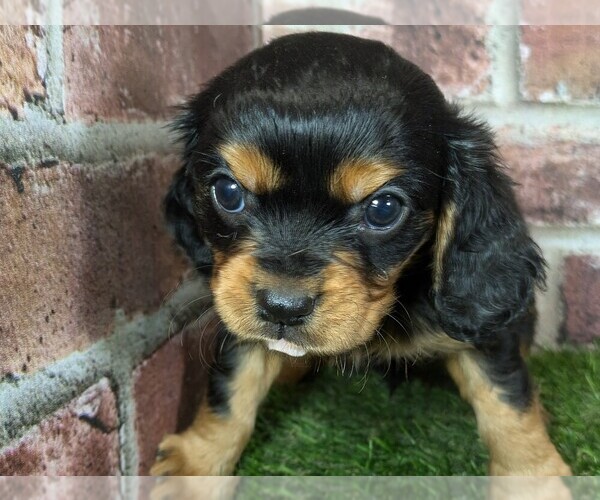 Medium Photo #10 Cavalier King Charles Spaniel Puppy For Sale in MOBERLY, MO, USA