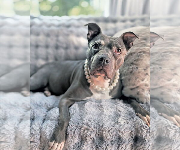 Medium Photo #2 American Pit Bull Terrier Puppy For Sale in Westminster, MA, USA