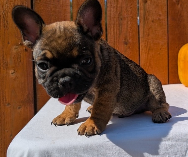 Medium Photo #26 French Bulldog Puppy For Sale in GOSHEN, IN, USA