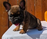 Small #11 French Bulldog