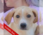 Small Photo #1 Golden Retriever-Unknown Mix Puppy For Sale in Huntley, IL, USA