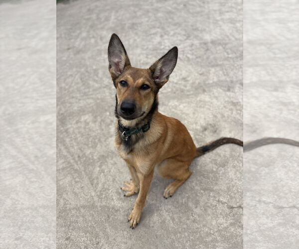 Medium Photo #1 German Shepherd Dog Puppy For Sale in Virginia Beach, VA, USA
