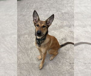 German Shepherd Dog Dogs for adoption in Virginia Beach, VA, USA