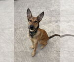 Small German Shepherd Dog