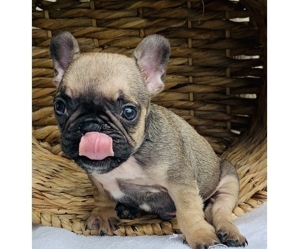 Medium Photo #11 French Bulldog Puppy For Sale in BAKERSFIELD, CA, USA